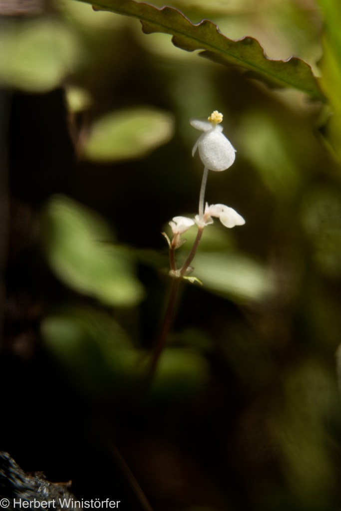 Inflorescence of B. lichenora; illuminated by a flash in the plane of the object so that it shines into the container from the top right; stacked from 16 images.
