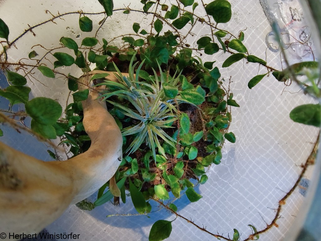 Microgramma nana and Tillandsia ionantha in a 5-litre container dedicated to Costa Rica; 06.03.2024, 558 days after onset.