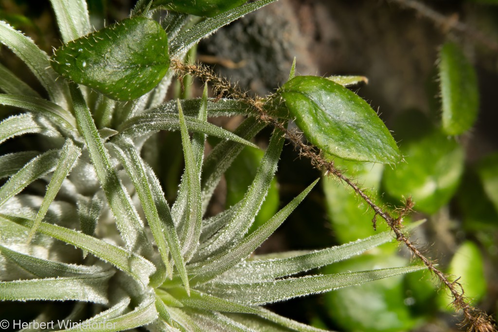 Microgramma nana, growing over a Tillandsia, in a 5-litre container dedicated to Costa Rica; 07.03.2024, 559 days after onset; stacked from 32 images.
