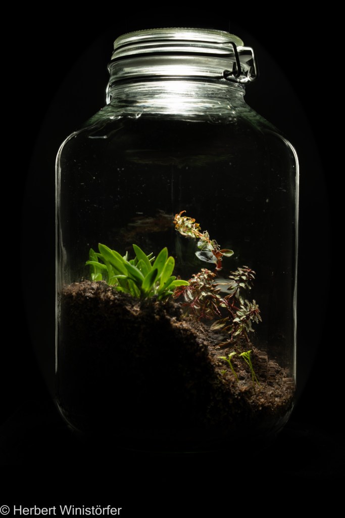 Container of 5 litres inspired by the flora of Ecuador with Triolena pileoides (midground, right), Peperomia sp.(background), Masdevallia minuta (midground, left), and Elaphoglossum peltatum (foreground); 20.08.2023, 3 days after onset.
