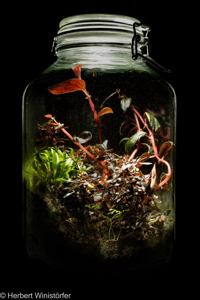 Container of 5 litres inspired by the flora of Ecuador with Triolena pileoides (midground, centre), Peperomia sp.(background, right), Masdevallia minuta (background, left) and Elaphoglossum peltatum (foreground); 03.03.2024, 199 days after onset.