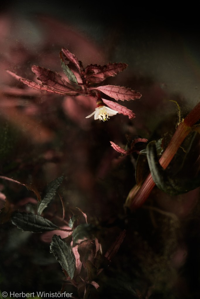 Flower of Triolena pileoides in a container of 5 litres inspired by the flora of Ecuador; 02.05.2024, 259 days after onset; picture focus stacked from 59 single frames.