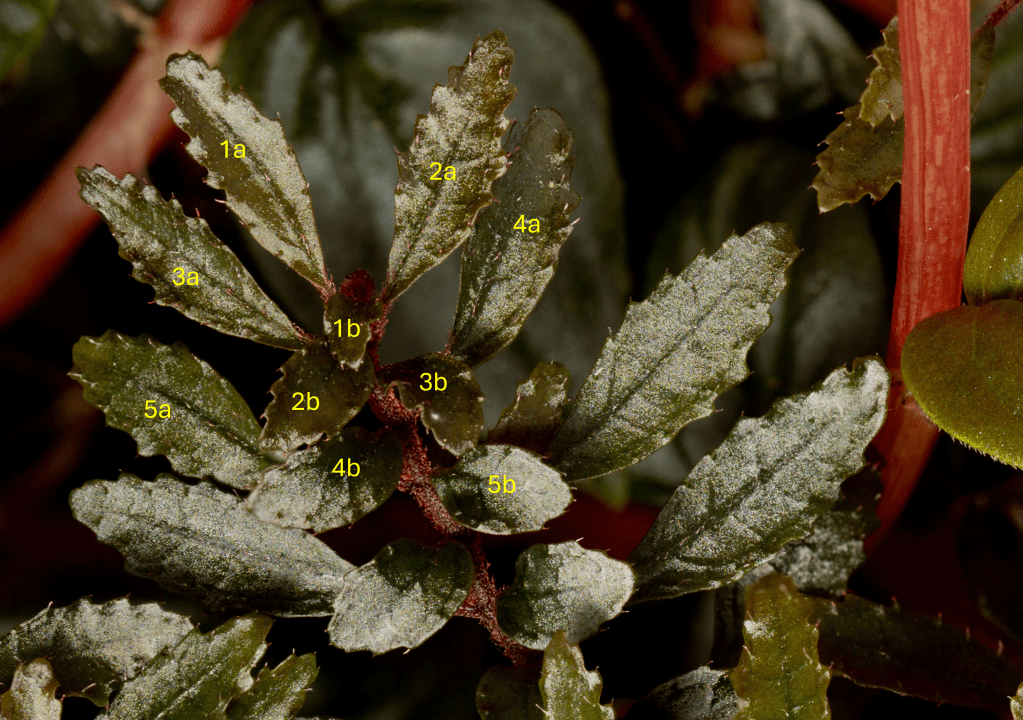 Terminal section of a nearly horizontal growing (plagiotropic) branch of Triolena pileoides in a container of 5 litres inspired by the flora of Ecuador; 05.05.2024, 262 days after onset; terminal leaf pairs are numbered from 1 to 5 whereas lanrger leaves are marked with a and smaller leaves with b; this situation represents the most common form of anisophylly where one member of a pair of opposite leaves is reduced in size and the position of the smaller leaf alternates from node to node; the picture is focus stacked from 8 single frames.