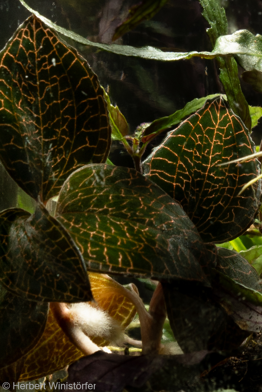 Jewels of the closed&nbsp;terrarium?