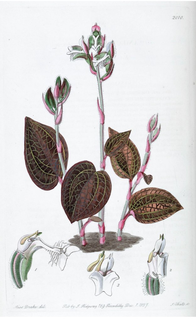 Anoectochilus setaceus as pictured in Edwards's Botanical Register: or Ornamental Flower-Garden and Shrubbery: Consisting of Coloured Figures of Plants and Shrubs, Cultivated in British Gardens; Accompanied by their History, Best Method of Treatment in Cultivation, Propagation, &c. from 1837 (Lindley 1837, public domain).