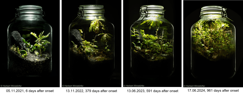 Container of 5 litres inspired by the flora of Myanmar; development between day 6 and day 961 after onset; view of the Bulbophyllum side.