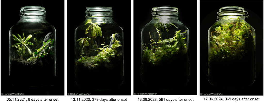 Container of 5 litres inspired by the flora of Myanmar; development between day 6 and day 961 after onset; view of the Ficus side.