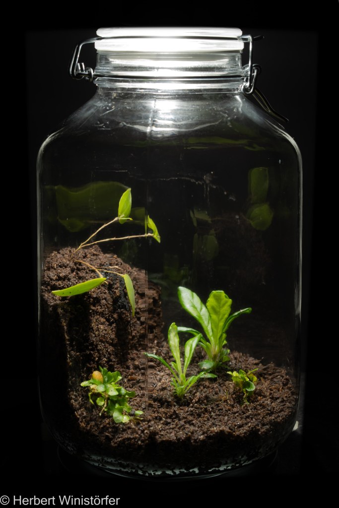 Container of 5 litres inspired by the flora of Puerto Rico, planted with G. cuneilfolia (center, two plants), Lepanthes veleziana (mid-ground, left) and Microgramma heterophylla, (foreground, left and midground right) on 8 December 2023 (32 days after onset).