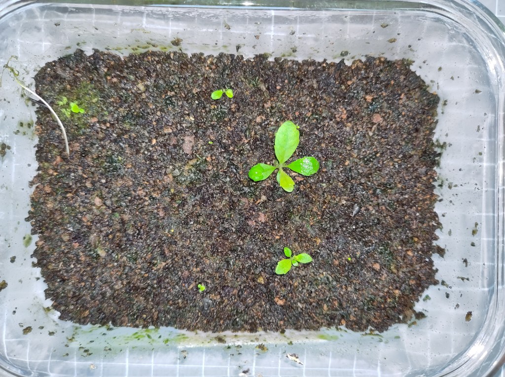 Tray with seedlings of Gesneria cuneifolia in different stages of development, all sown on 31 July 2023, photographed on 7 October 2023; the grid in the background is 1x1 cm.
