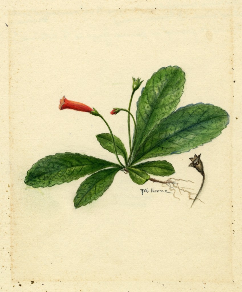 Watercolor of G. cuneifolia by Frances Worth Horne (Britton and Horne 1918-1934) (image source: Gesneriad Reference Web).