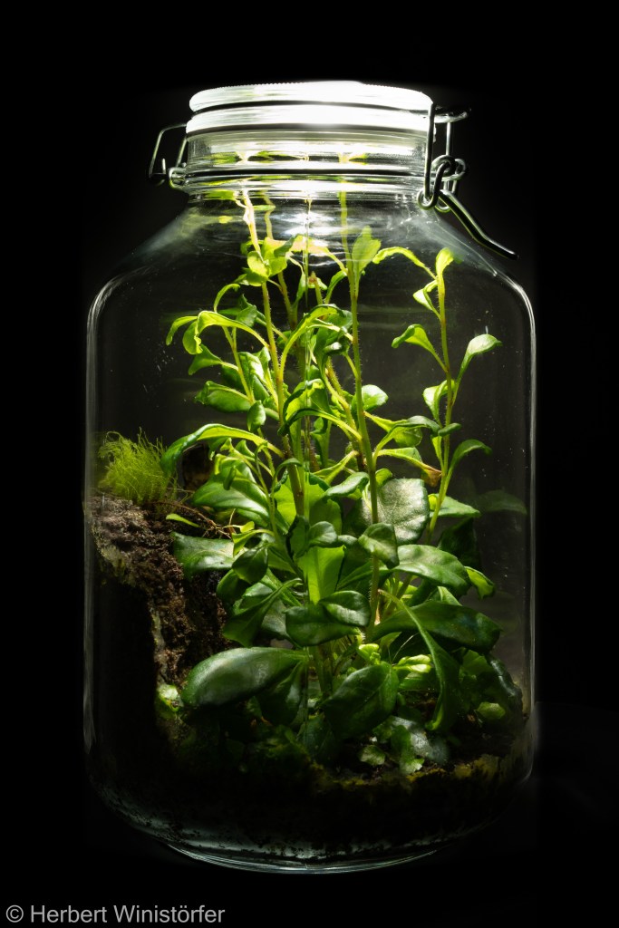 Container of 5 litres inspired by the flora of Puerto Rico, planted with G. cuneilfolia (among ohers) on 4 August 2024 (272 days after onset).