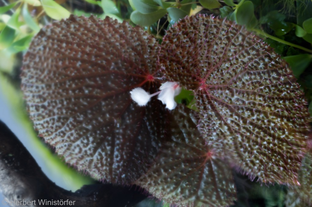 The ‘good’ Begonia