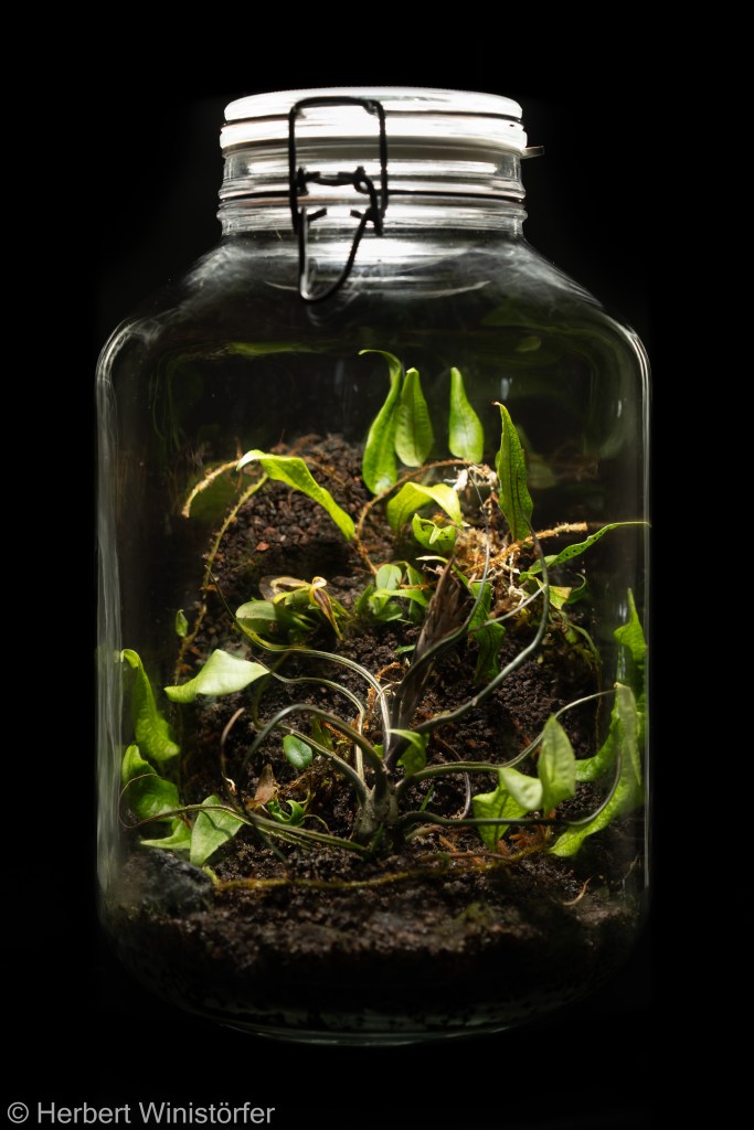 Container of 5 litres inspired by the flora of Colombia with Microgramma lycopodioides, Tillandsia bulbosa and Platystele umbellata; 08.08.2024, 91 days after onset.