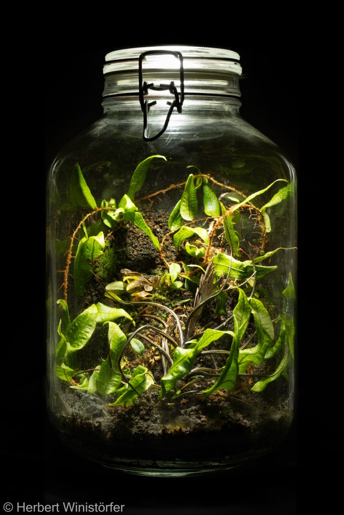Container of 5 litres inspired by the flora of Colombia with Microgramma lycopodioides, Tillandsia bulbosa and Platystele umbellata; 21.10.2024, 165 days after onset.