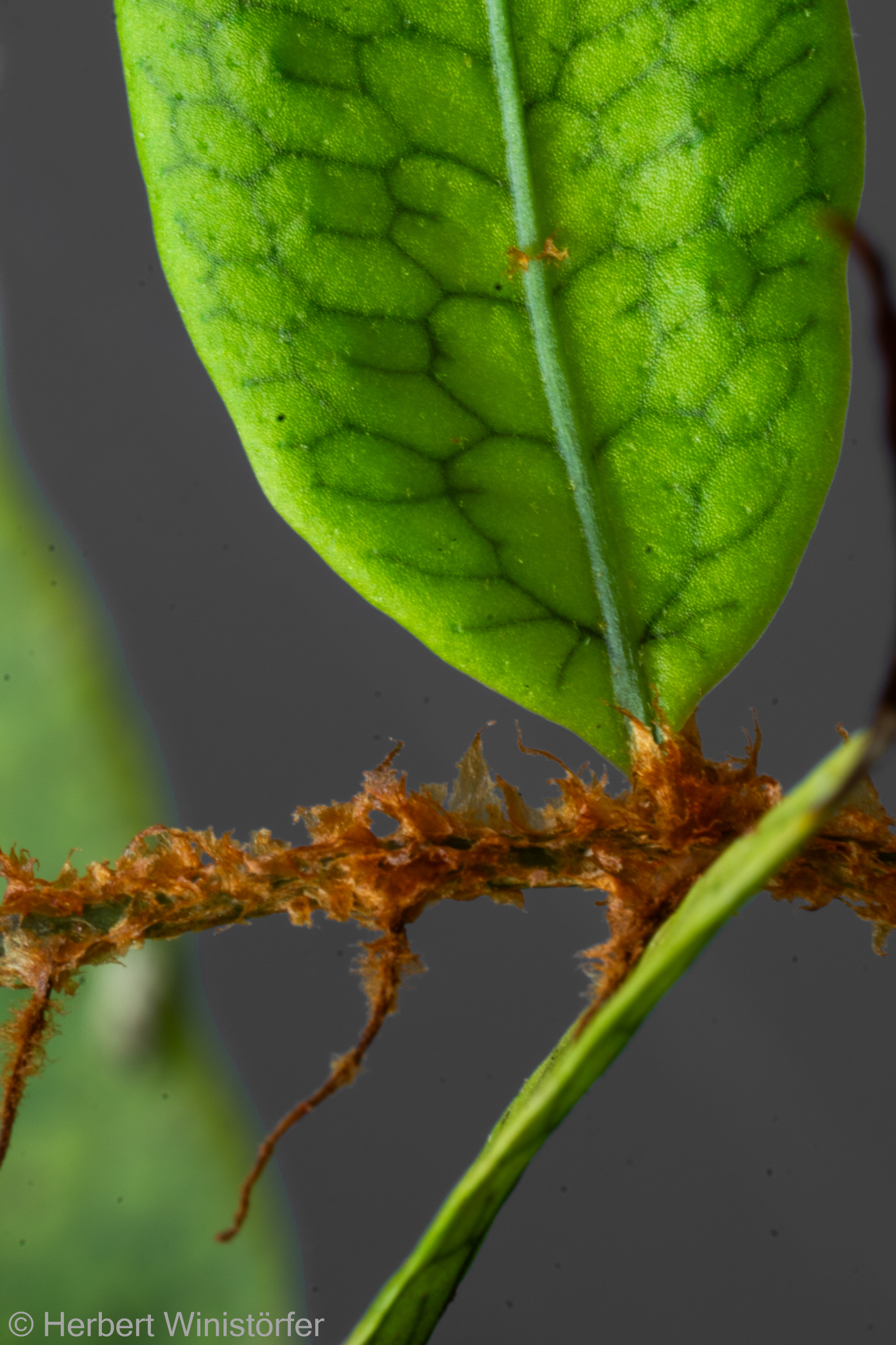Microgramma lycopodioides in a container inspired by the flora of Colombia, close-up of the rhizome with scales and top side of a leaf with veins; 21.10.2024, 165 days after onset.