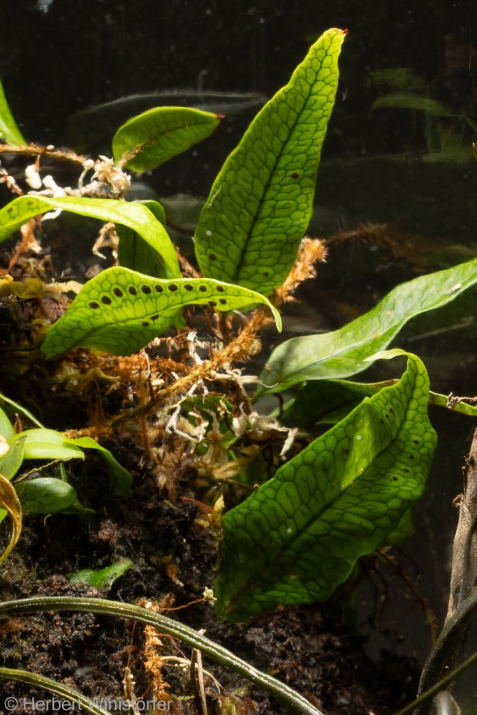 Microgramma lycopodioides in a container inspired by the flora of Colombia; detail with rhizomes and leaves from both sides, underside of a leaf with sori; 08.08.2024, 91 days after onset.