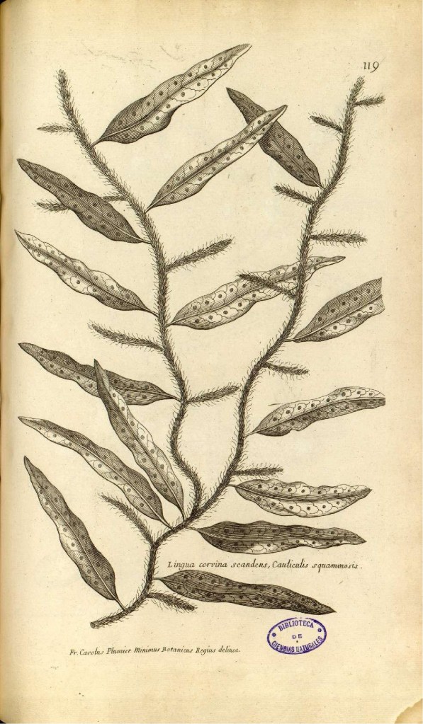 Drawing by Frère Charles Plumier (1705, t. 119) of the fern later named Polypodium lycopodioides by Carl Linnaeus; image licenced under CC BY-NC-SA 4.0.