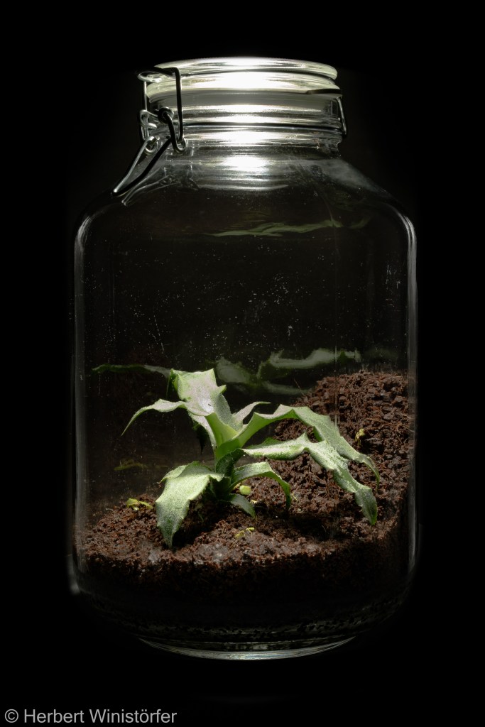 Container of 5 litres inspired by the flora of Southeastern Brazil, planted with Begonia hoehneana and Cryptanthus venecianus, on 09 October 2024, four days afteer onset.