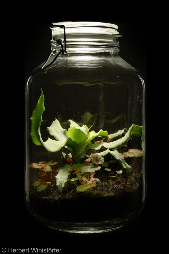 Container of 5 litres inspired by the flora of Southeastern Brazil, planted with Begonia hoehneana and Cryptanthus venecianus, on 03 December 2024, 59 days afteer onset.