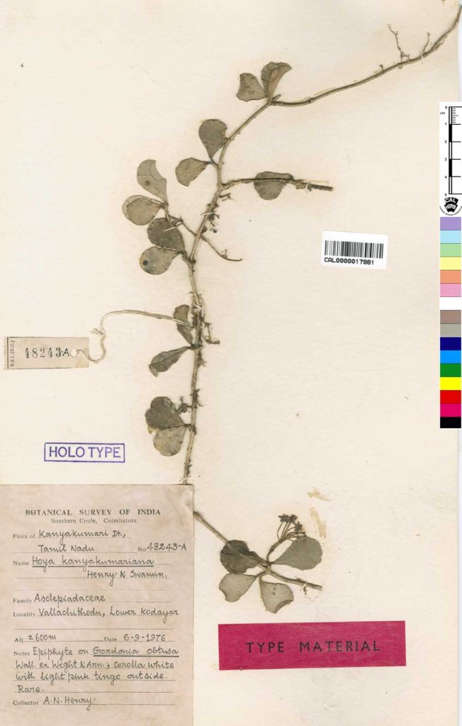 Holotype of H. kanyakumariana; image source: Botanical Survey of India; all rights protected; reproduced with kind permission of the Botanical Survey of India, Kolkata.