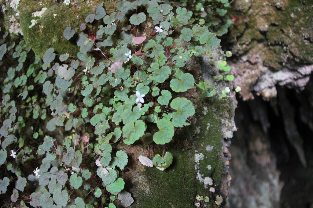 B. hoehneana in-situ, location: Iporanga, State of São Paulo, Brazil (image source: Domínguez inaturalist_2024, created 2015-10-14, licenced under CC BY-NC 4.0).