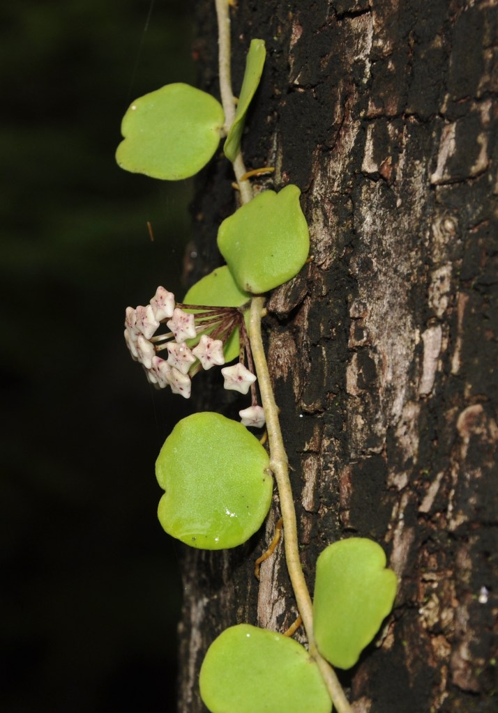 Hoya kanyakumariana in its natural habitat in Thiruvananthapuram, Agasthyamala, India; image source: Eflora Kerala (2024), reproduced with kind permission by Dr. N. Sasidharan.