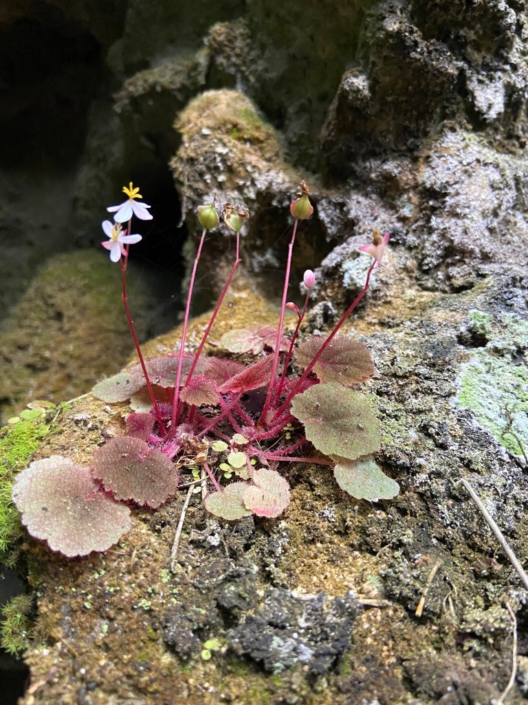 B. hoehneana in-situ, observed by Ma Cruz on 23 October 2021 in Eldorado, State of São Paulo, Brazil (image source: Cruz inaturalist 2024, all rights protected, published with permission by the rightsholder).