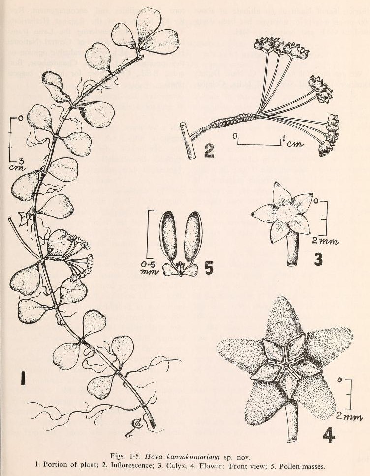Drawing of Hoya kanyakumariana in the original article by Henry and Swaminathan (1979); reproduced with the kind permission of the Bombay Natural History Society from the ‘Journal of the Bombay Natural History Society’ – 1978 Vol 75(2): 462.