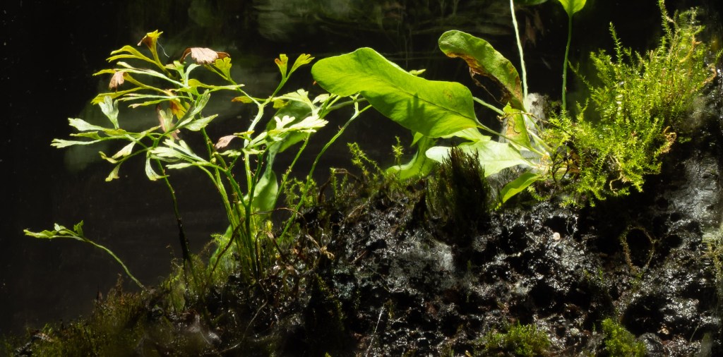 Death and the hitchhiker&nbsp;fern