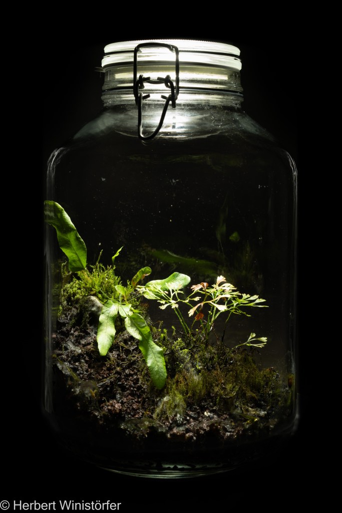 Container of 5 litres; from the initial setup only Elaphoglossum peltatum var. peltatum is left; a non-identified fern, possibly  Phlebodium aureum, has grown by itself; picure taken on 27 September 2024, 524 days after onset.