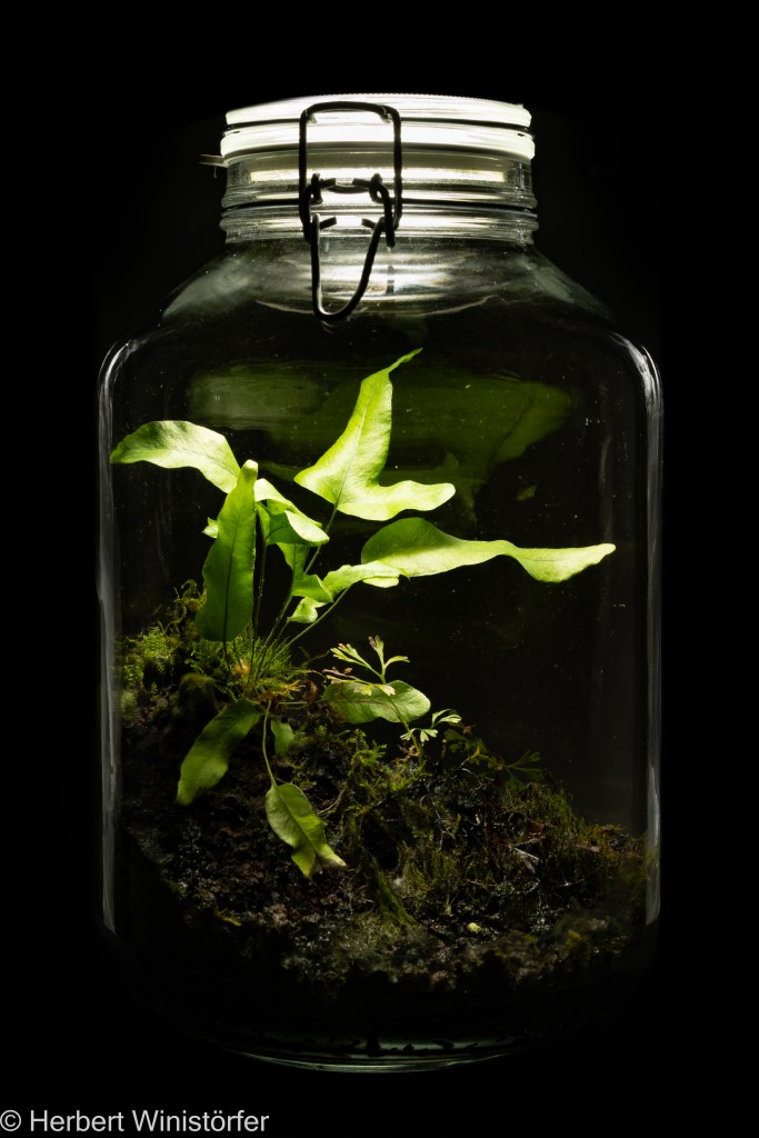 Container of 5 litres; from the initial setup only Elaphoglossum peltatum var. peltatum is left; a non-identified fern, possibly  Phlebodium aureum, has grown by itself; picure taken on 20 January 2025, 21 months after onset.