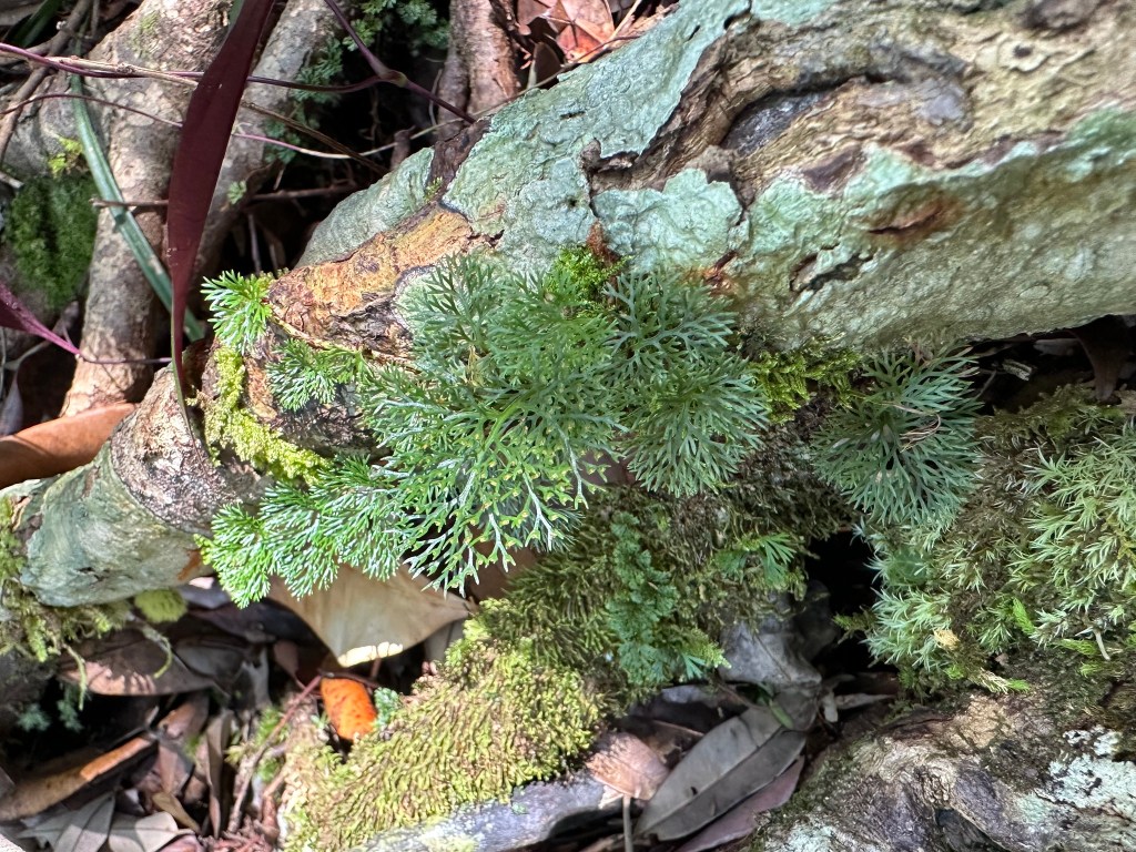 Davallia parvula Wall. ex Hook. & Grev., observed in Malaysia by KOFANG (iNaturalist 2025, licensed under http://creativecommons.org/licenses/by-nc/4.0/)