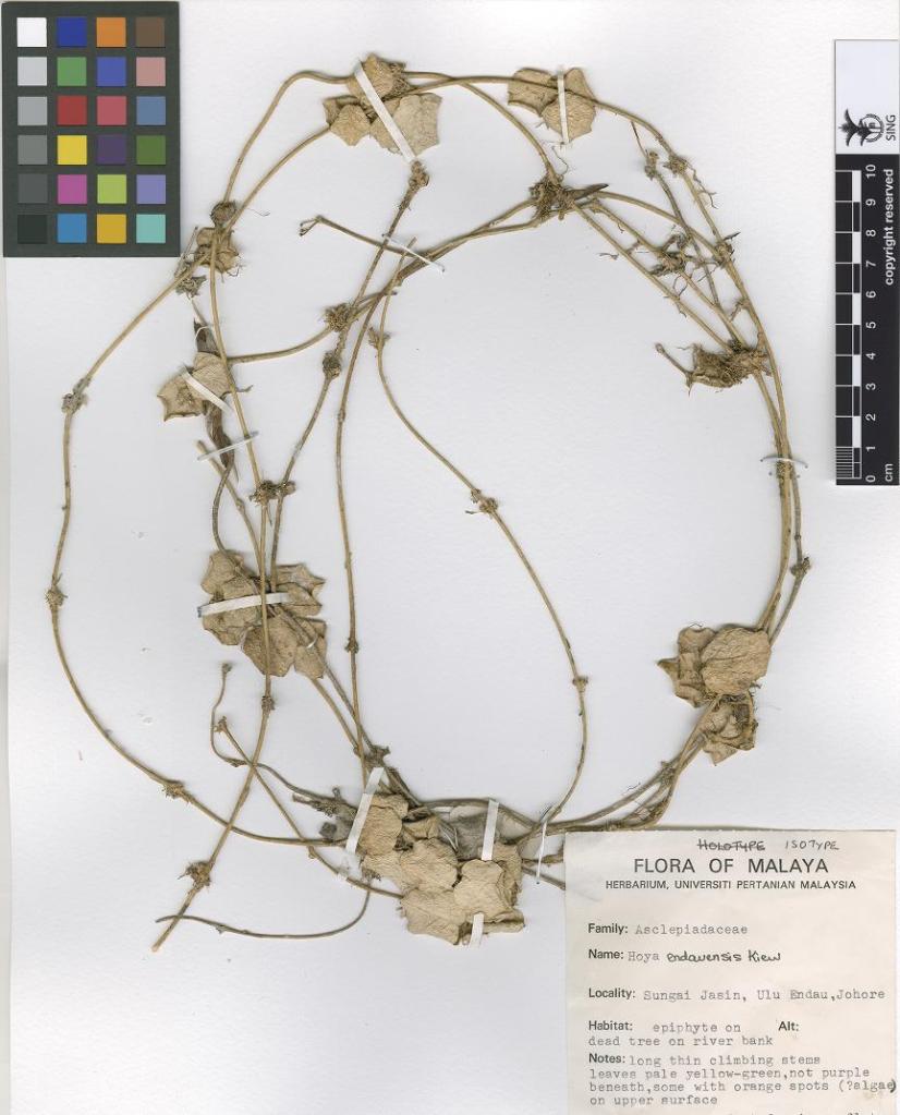 Isotype of H. endauensis; image source: Singapore Botanic Gardens, available through JSTOR plants.