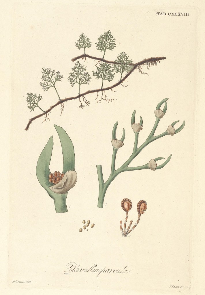 Drawing by Robert Kaye Greville (1794-1866) of Davallia parvula as part of the first scientific description of the species (Hooker and Greville 1831, tab. 138), based on specimens collected by Nathaniel Wallich (1786-1854) in Singapore; image source: Biodiversity Heritage Library, public domain.