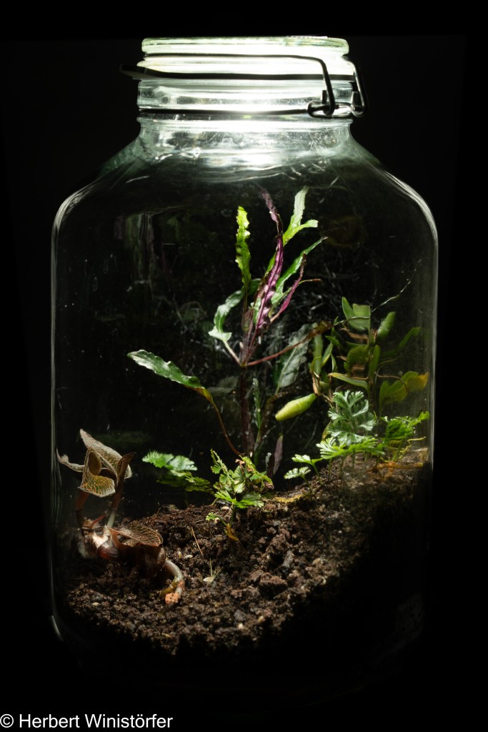 Container of 5l inspired by the flora of Jawa with Davallia parvula, Strobilanthes sinuata, Anoectochilus setaceus and  Bulbophyllum mutabile (background); on 06. December 2023, 4 months after onset.