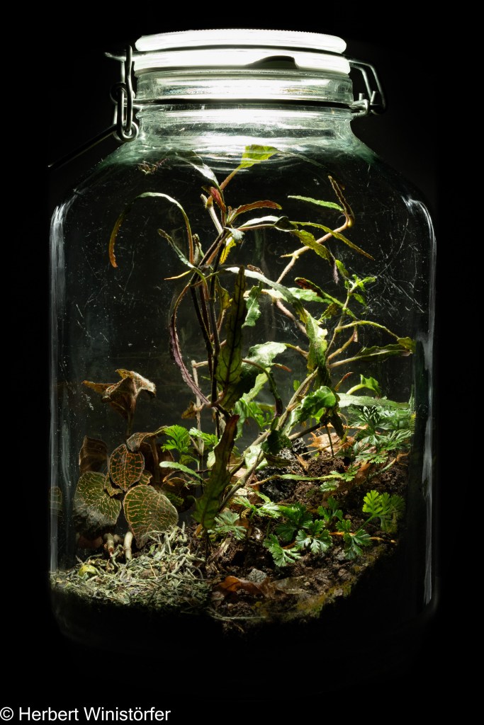 Container of 5l inspired by the flora of Jawa with Davallia parvula, Strobilanthes sinuata, Anoectochilus setaceus (Bulbophyllum mutabile has died); on 30. .January 2025, 18 months after onset.