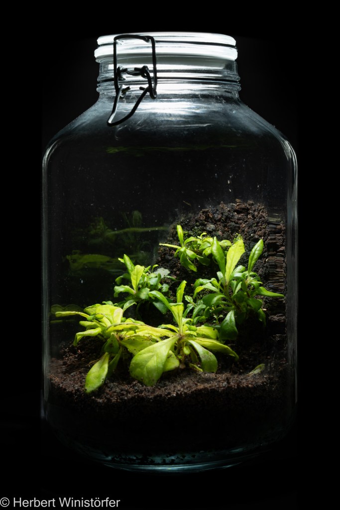 Container inspired by the flora of Puerto Rico with Gesneria cuneifolia; 19.08.2024, 22 days after onset.