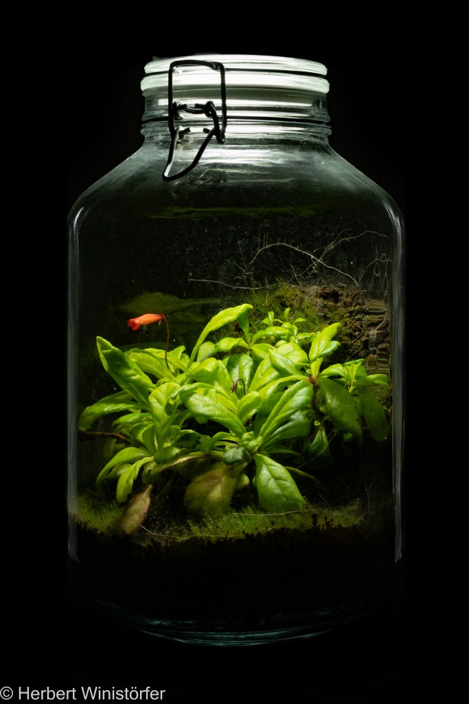 Container inspired by the flora of Puerto Rico with Gesneria cuneifolia; 09 January 2025, 165 days after onset.