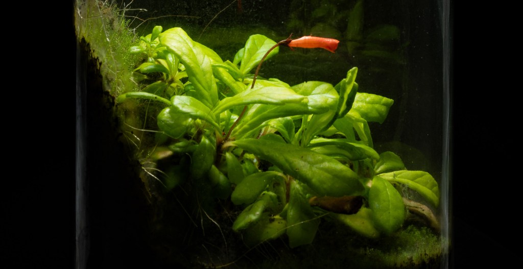 Follow-up: Gesneria cuneifolia