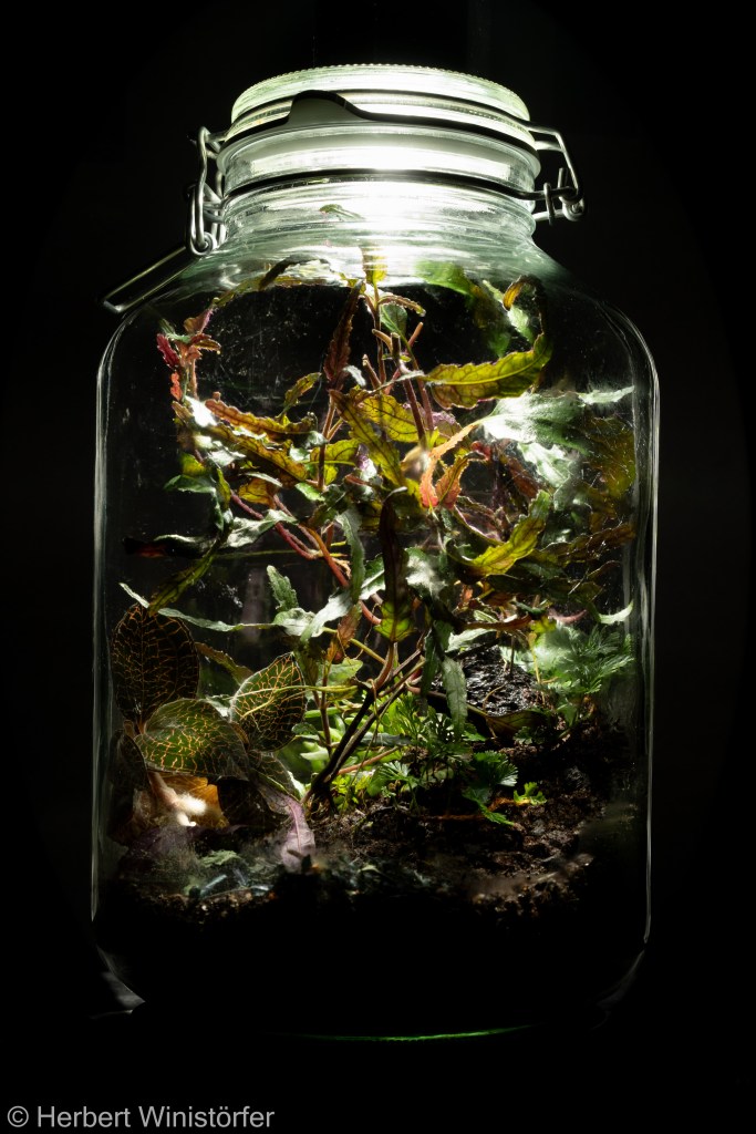 A container inspired by the flora of Jawa; 25.05.2024, 10 months after onset.