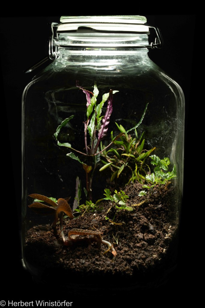 A container inspired by the flora of Jawa; 06.12.2023, 4 months after onset.