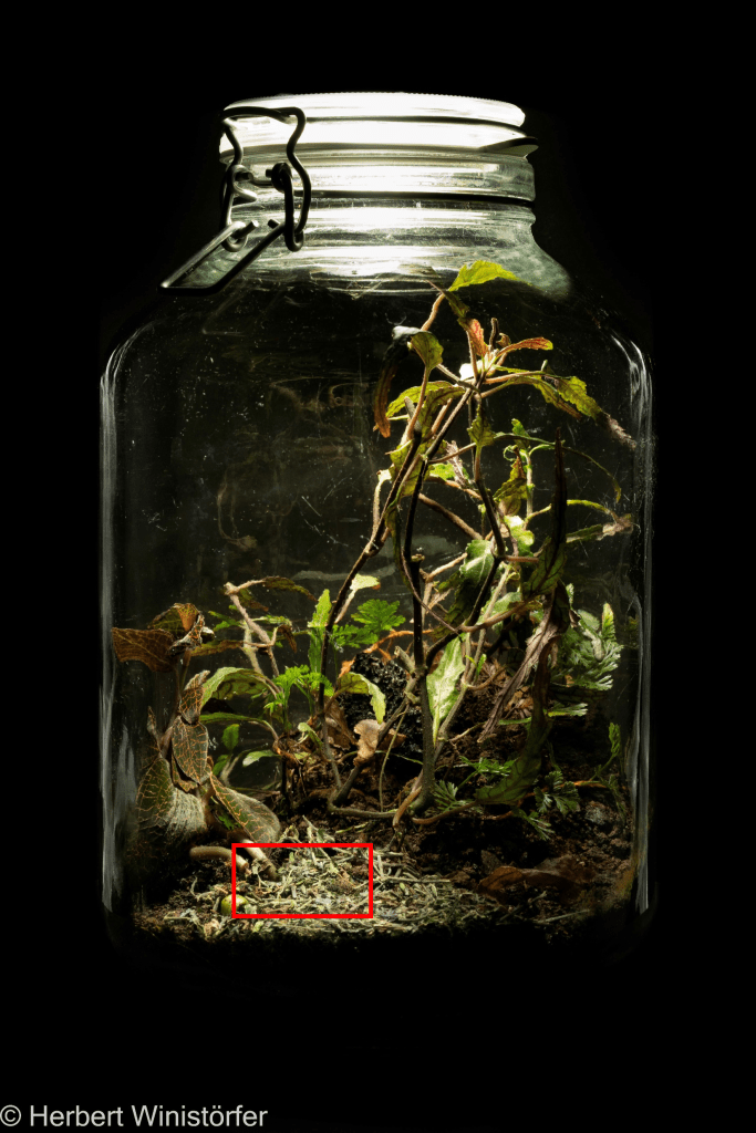 A container inspired by the flora of Jawa; 30.01.2025, 18 months after onset.