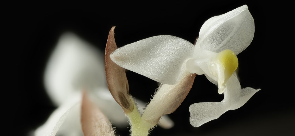 The orchid flower that lost its&nbsp;symmetry