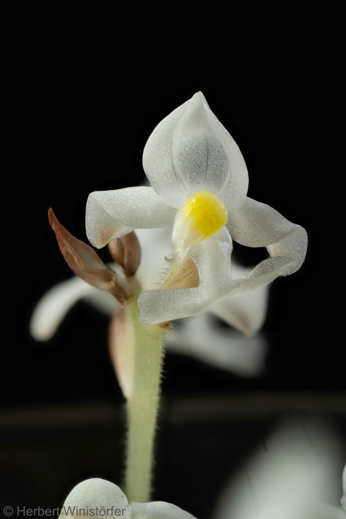 Flower of Ludisia discolor, frontal view; 25 March 2025, 177 days after onset; photo focus stacked from 141 single frames.