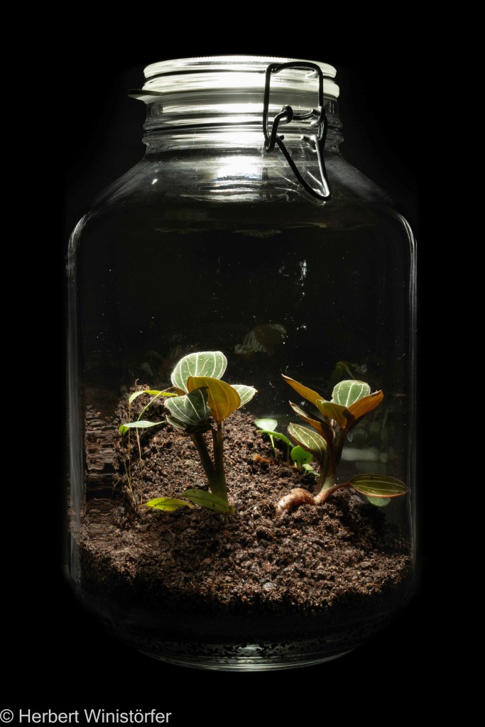 Container of 5 litres inspired by the flora of Sumatera with Ludisia discolor and two ferns, Selliguea cf. albidosquamata and Selliguea metacoela; 02 October 2024, 3 days after onset.