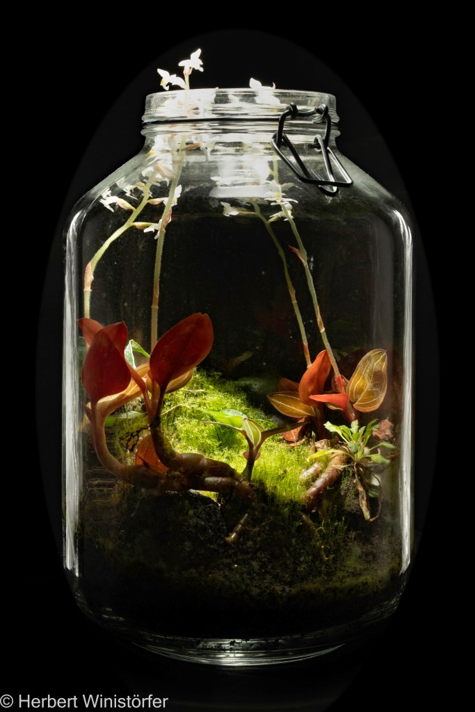 Container of 5 litres inspired by the flora of Sumatera with Ludisia discolor and two ferns, Selliguea cf. albidosquamata and Selliguea metacoela; 16 March 2025, 168 days after onset.