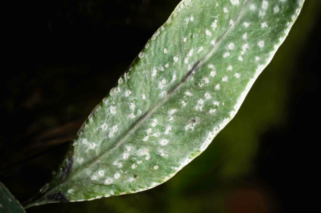 A fern with conspicuous white&nbsp;spots