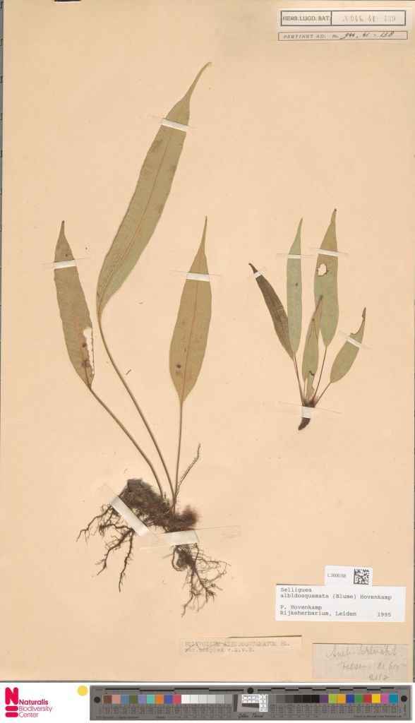 Preserved specimen of S. albidosquamata with simple fronds; image source: Bijmoer e.a. 2024a, liceneced under CC0 1.0.