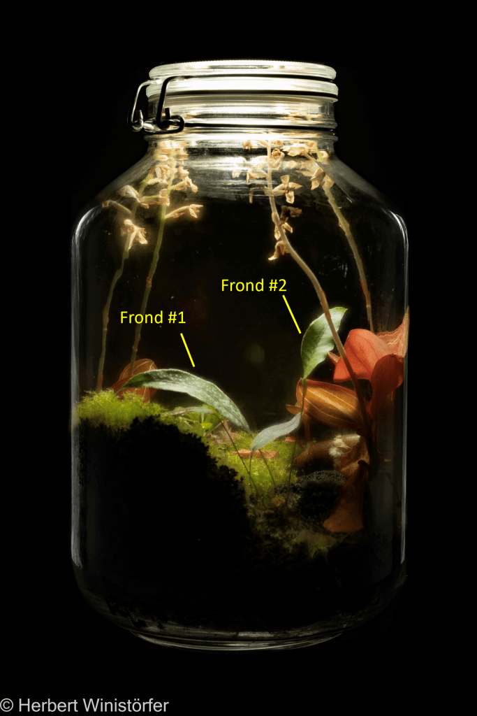 Container of 5 litres inspired by the flora of Sumatera with Selliguea albidosquamata (with two subsequent fronds on the rhizome labelled as frond #1 and frond #2) and Ludisia discolor (four inflorescences visible); on 08 April 2025, 191 days after onset.