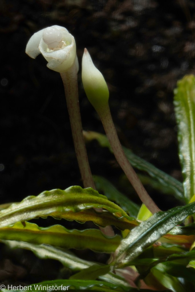 Two inflorescences of Bucephalandra cf. belindae; 15. May 2024, 7 months aftar onset; inflorescence on the right hand side at an early stage, before opening of female flowers (pistillate anthesis); inflorescence on the left hand side at a later stage when male flowers are open (staminate anthesis) and most of spathe limb has been shed, with remaining portion reflexed.